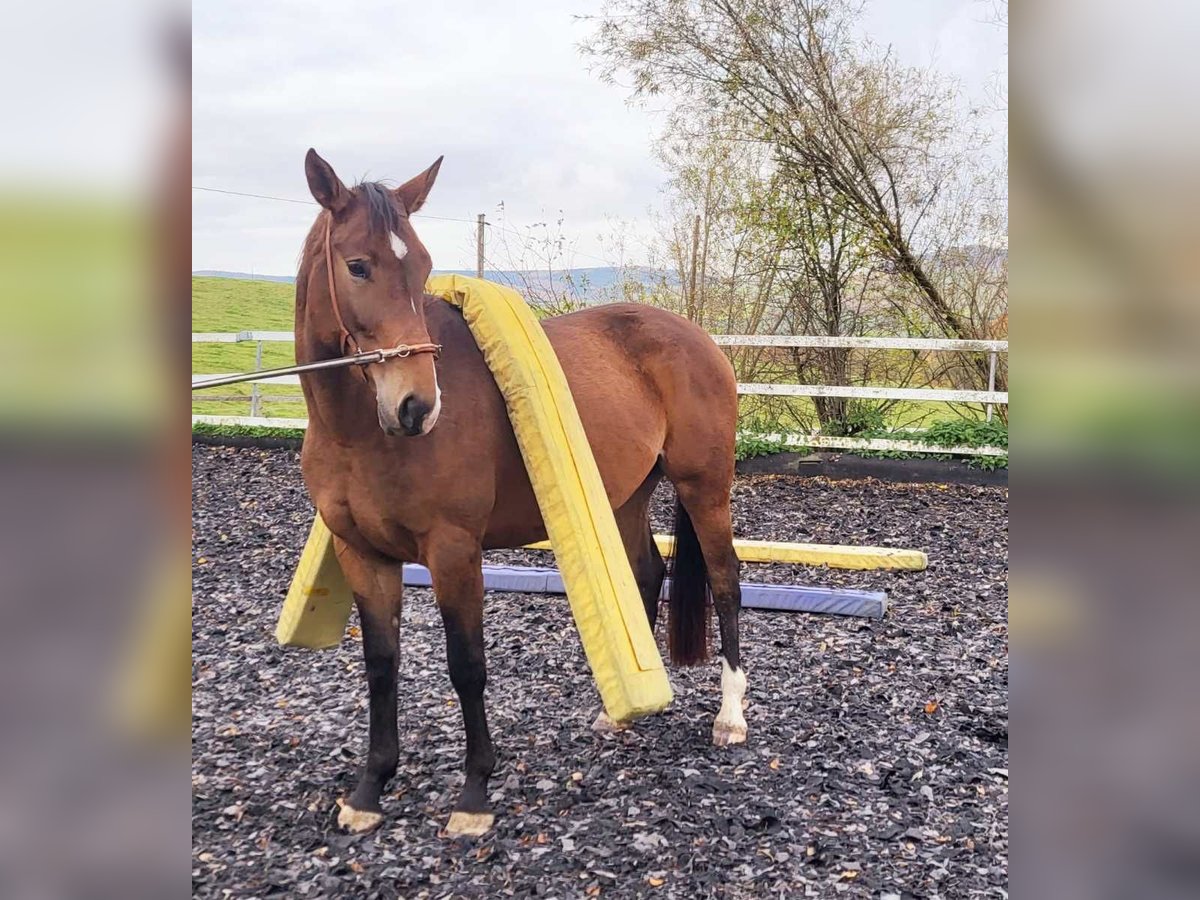 Deutsches Sportpferd Stute 4 Jahre 162 cm Brauner in Eigeltingen