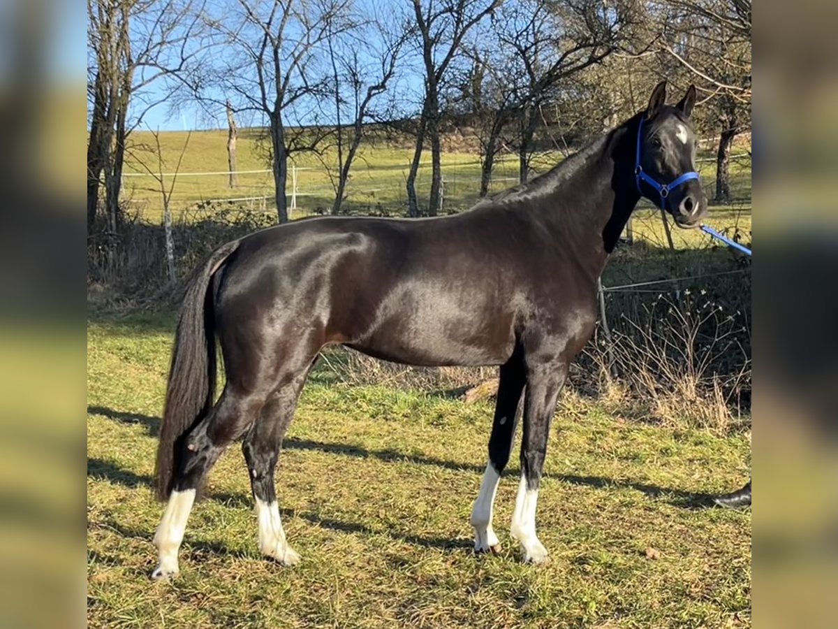 Deutsches Sportpferd Stute 4 Jahre 162 cm Rappe in Pfaffenhofen Weilet