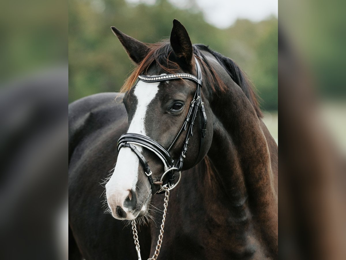 Deutsches Sportpferd Stute 4 Jahre 162 cm Rappe in Loewenberger Land