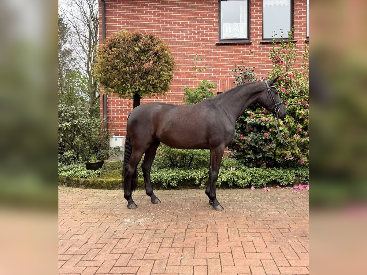 Deutsches Sportpferd Stute 4 Jahre 162 cm Rappe in Bramsche