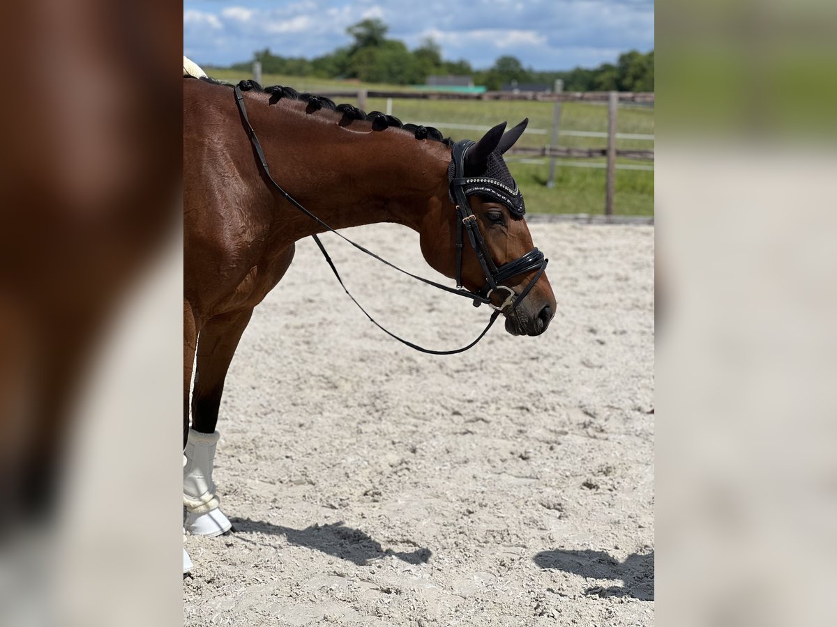 Deutsches Sportpferd Stute 4 Jahre 163 cm Brauner in Arnsdorf