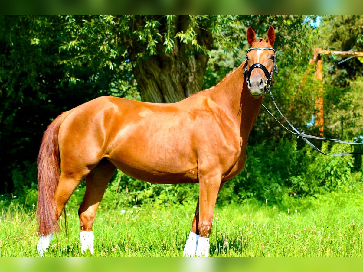 Deutsches Sportpferd Stute 4 Jahre 163 cm Fuchs in Rätzlingen