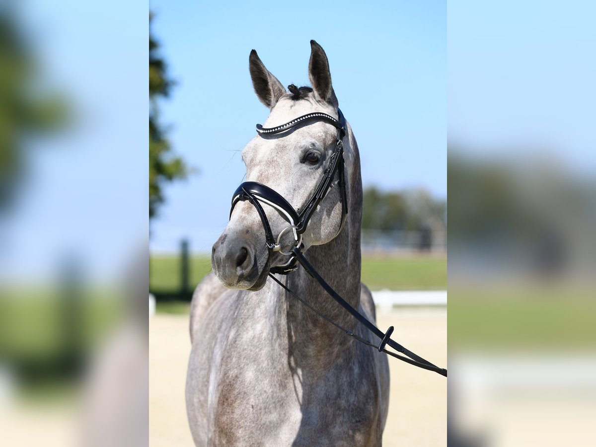 Deutsches Sportpferd Stute 4 Jahre 163 cm Schimmel in Gomadingen