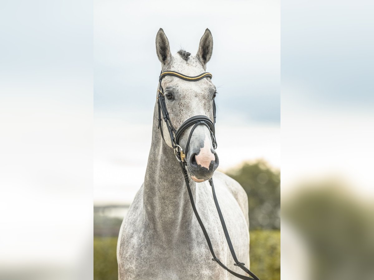 Deutsches Sportpferd Stute 4 Jahre 163 cm Schimmel in Gomadingen