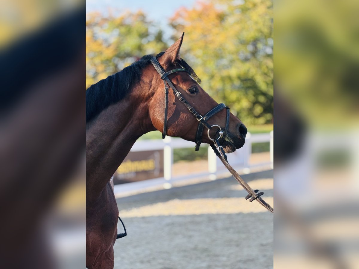 Deutsches Sportpferd, Stute in Memmingen