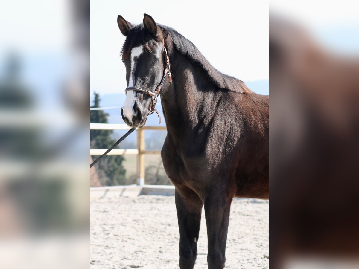 Deutsches Sportpferd Stute 4 Jahre 164 cm Dunkelbrauner in Uhlst&#xE4;dt-Kirchhasel