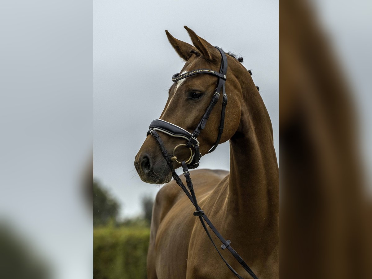 Deutsches Sportpferd Stute 4 Jahre 164 cm Fuchs in Gomadingen