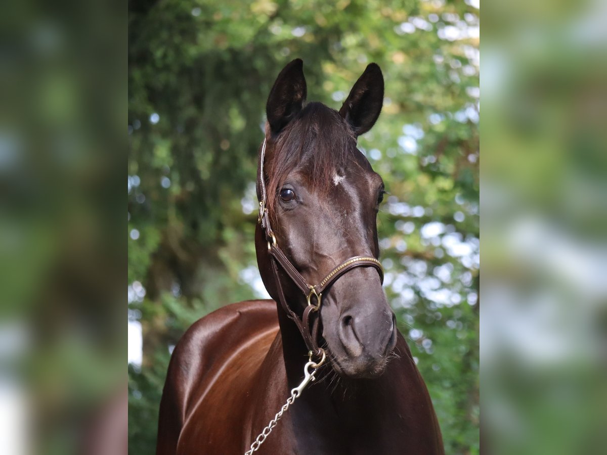 Deutsches Sportpferd Stute 4 Jahre 164 cm Rappe in Bayreuth