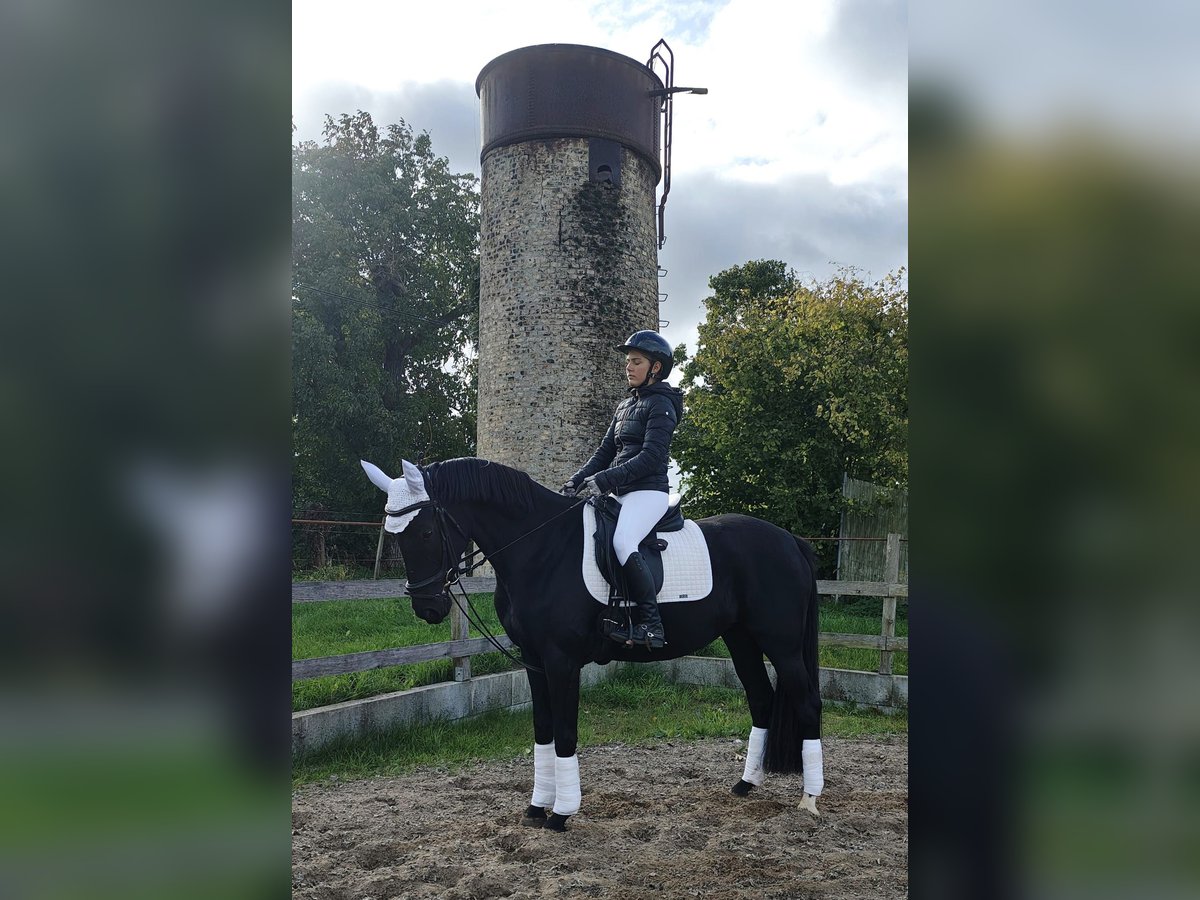 Deutsches Sportpferd Stute 4 Jahre 164 cm Rappe in Gro&#xDF; Kreutz