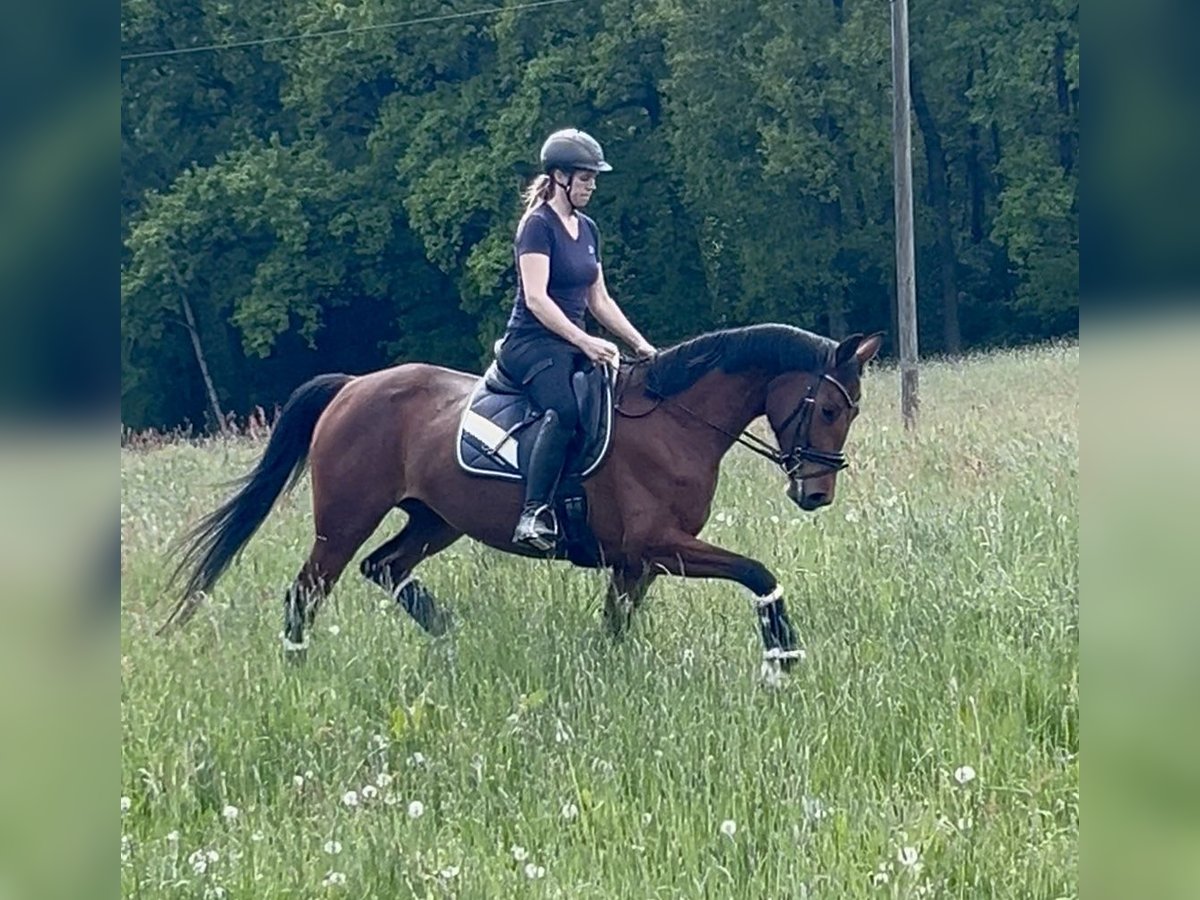 Deutsches Sportpferd Stute 4 Jahre 165 cm Brauner in Dresden