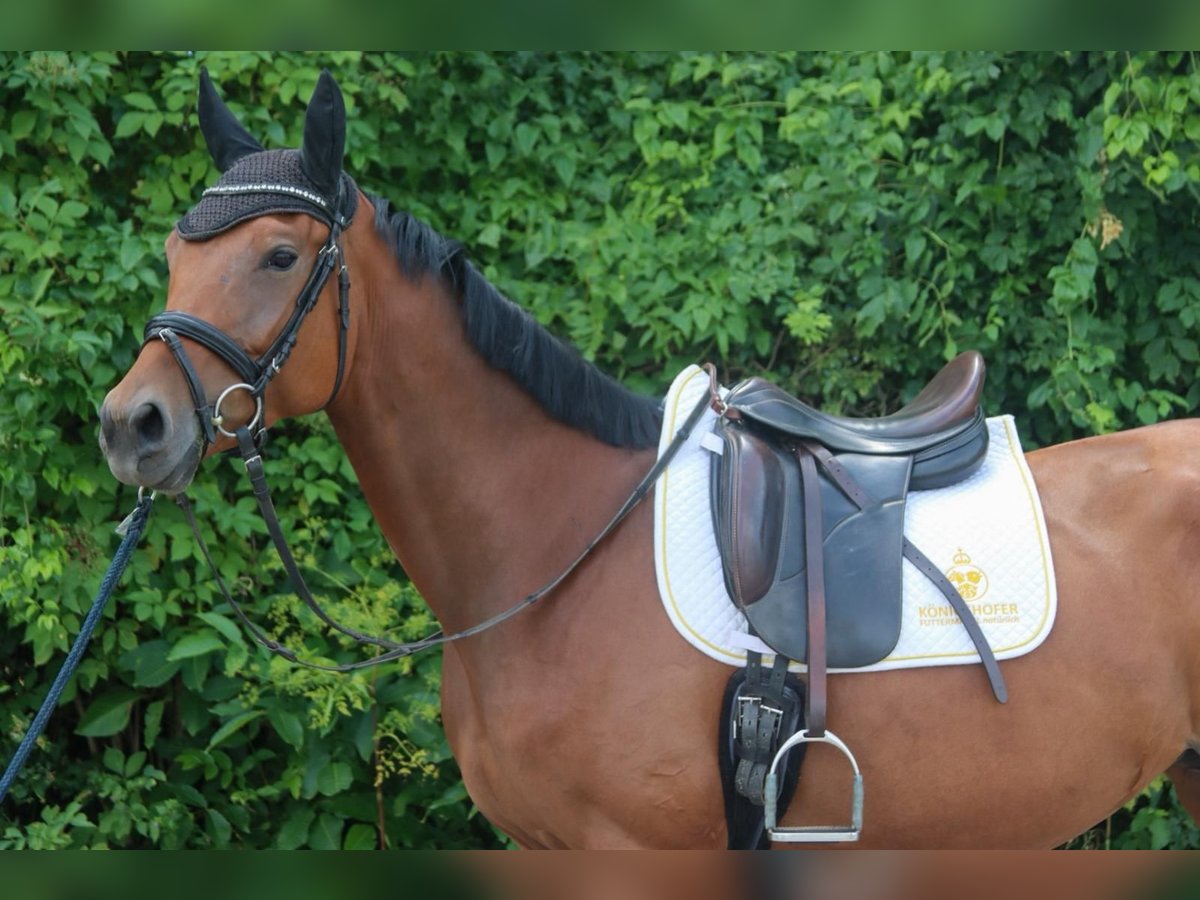 Deutsches Sportpferd Stute 4 Jahre 165 cm Brauner in Gy&#x151;r