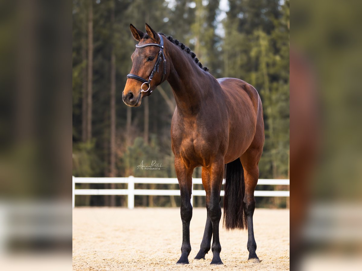 Deutsches Sportpferd Stute 4 Jahre 165 cm Brauner in Kirchenthumbach