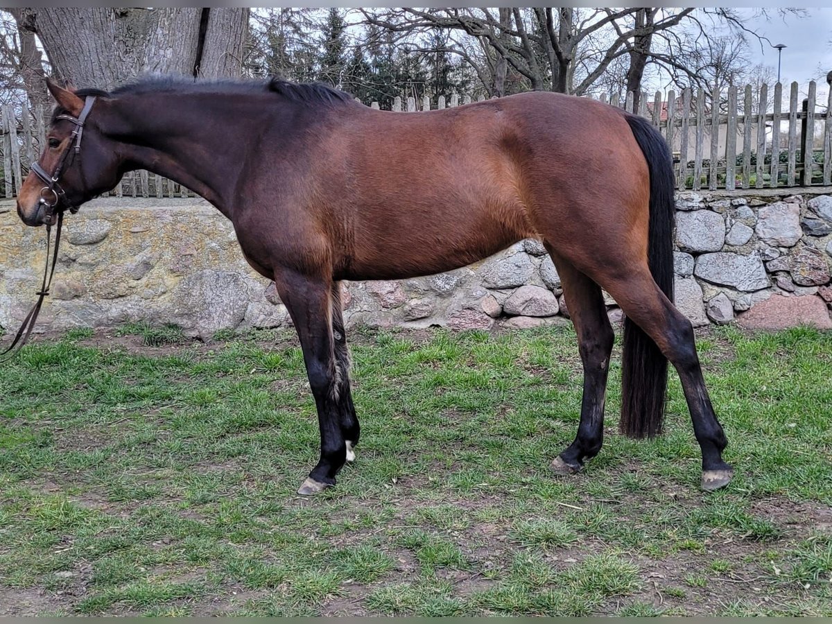 Deutsches Sportpferd Stute 4 Jahre 165 cm Brauner in Süderholz