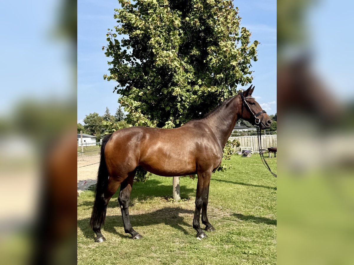 Deutsches Sportpferd Stute 4 Jahre 165 cm Brauner in Mockrehna