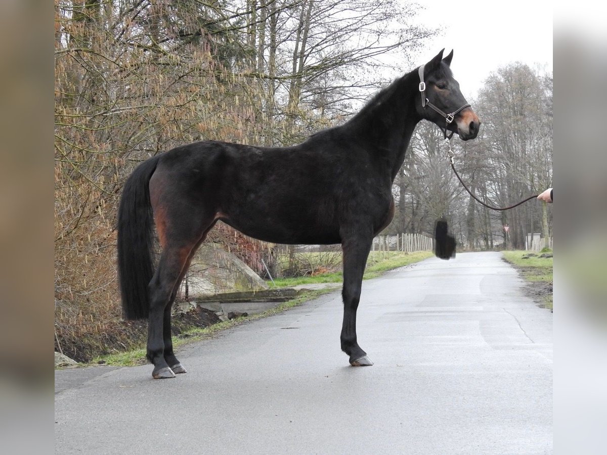 Deutsches Sportpferd Stute 4 Jahre 165 cm Dunkelbrauner in Verl