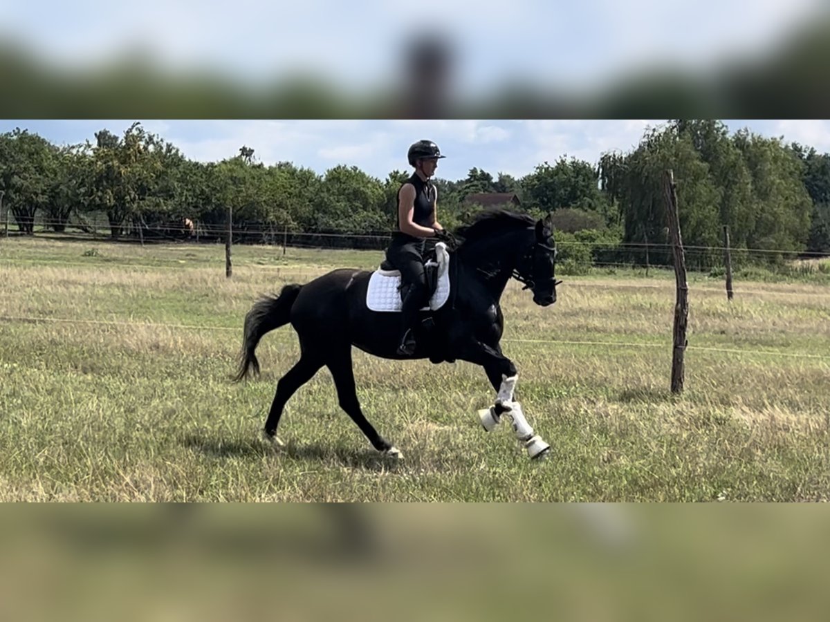 Deutsches Sportpferd Stute 4 Jahre 165 cm Rappe in Gro&#xDF; Kreutz