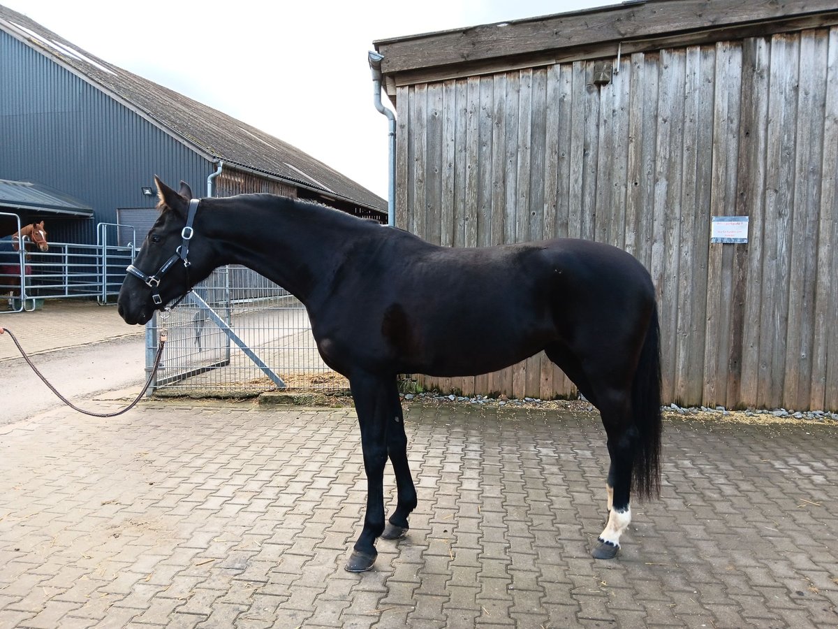 Deutsches Sportpferd Stute 4 Jahre 165 cm Rappe in Königsbronn