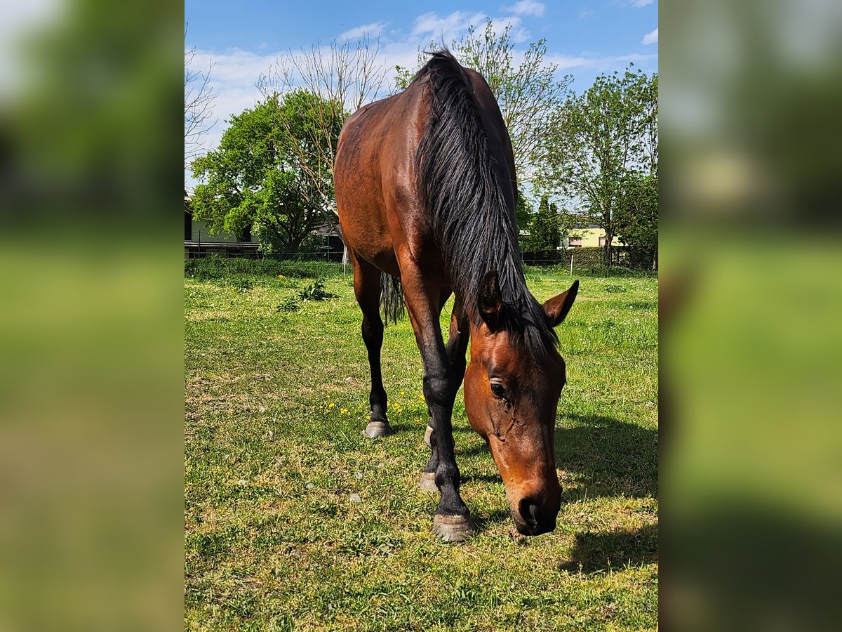 Deutsches Sportpferd Stute 4 Jahre 165 cm Rotbrauner in Gro&#xDF; Rosenburg