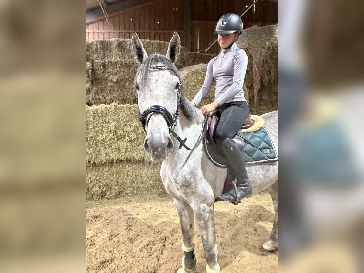 Deutsches Sportpferd Stute 4 Jahre 166 cm Apfelschimmel in Pelmberg