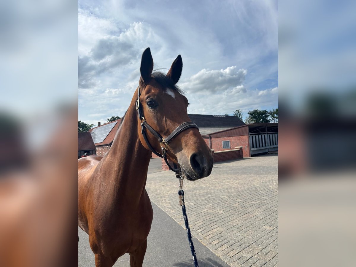 Deutsches Sportpferd Stute 4 Jahre 166 cm Hellbrauner in Sch&#xF6;ppingen