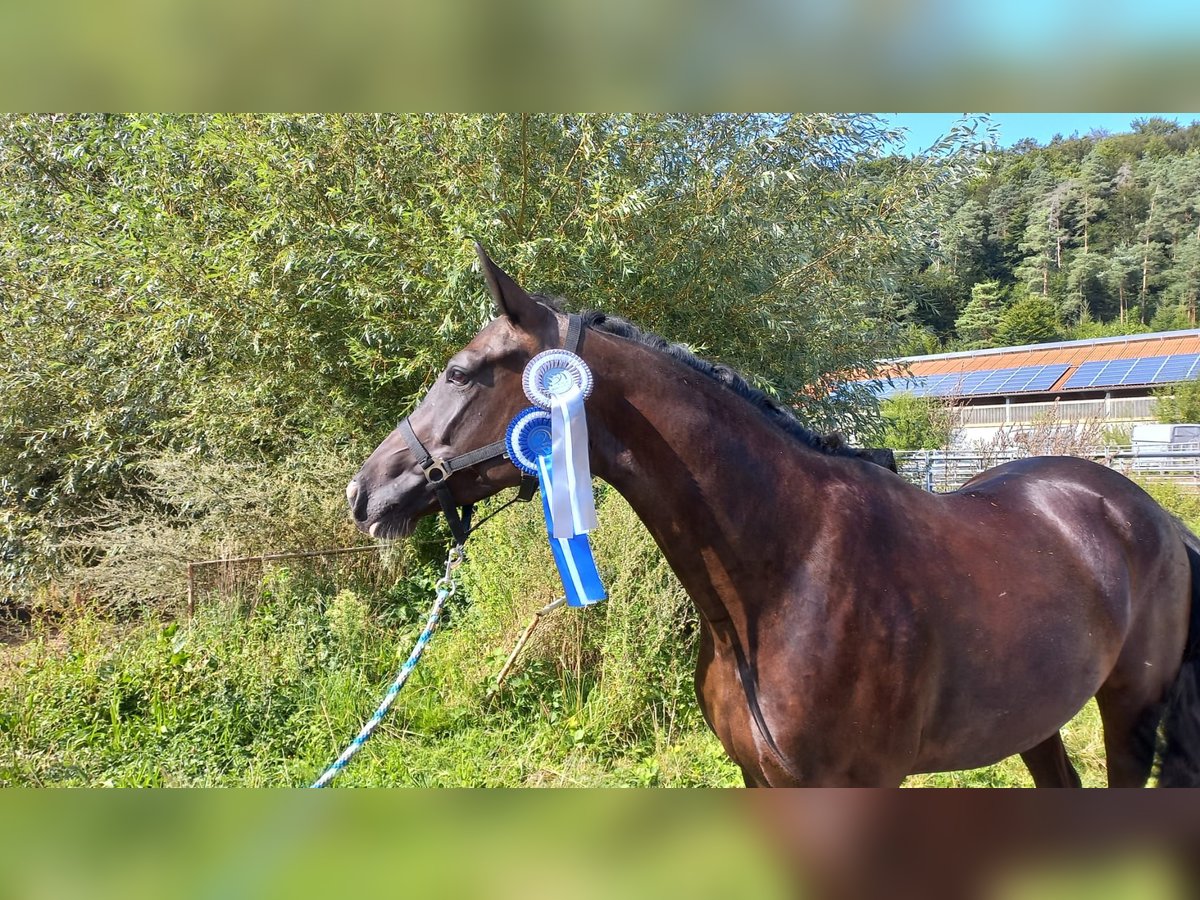 Deutsches Sportpferd Stute 4 Jahre 166 cm Rappe in Plech