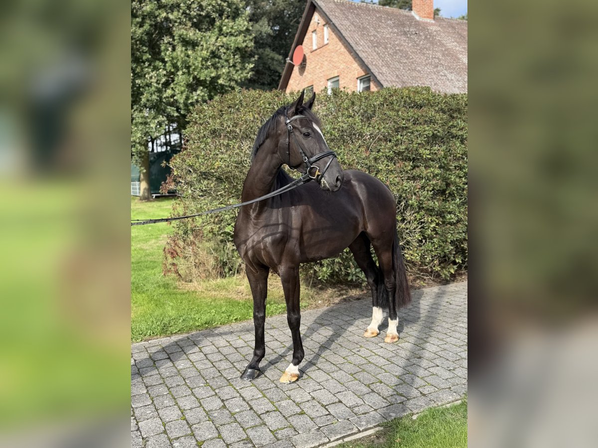 Deutsches Sportpferd, Stute in Vechta