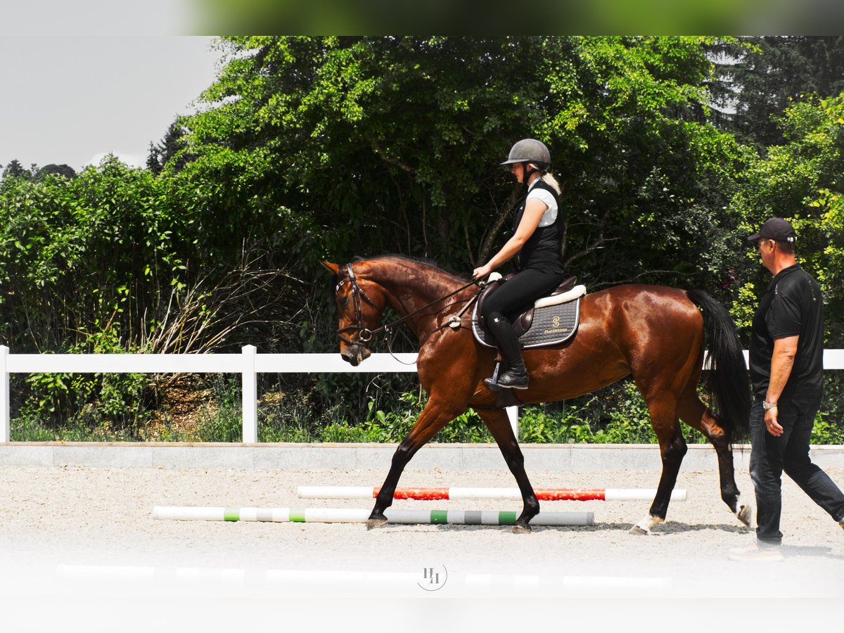 Deutsches Sportpferd Stute 4 Jahre 167 cm Brauner in Peiting Deutsches Sportpferd Stute 4 Jahre 167 cm Brauner in Peiting
