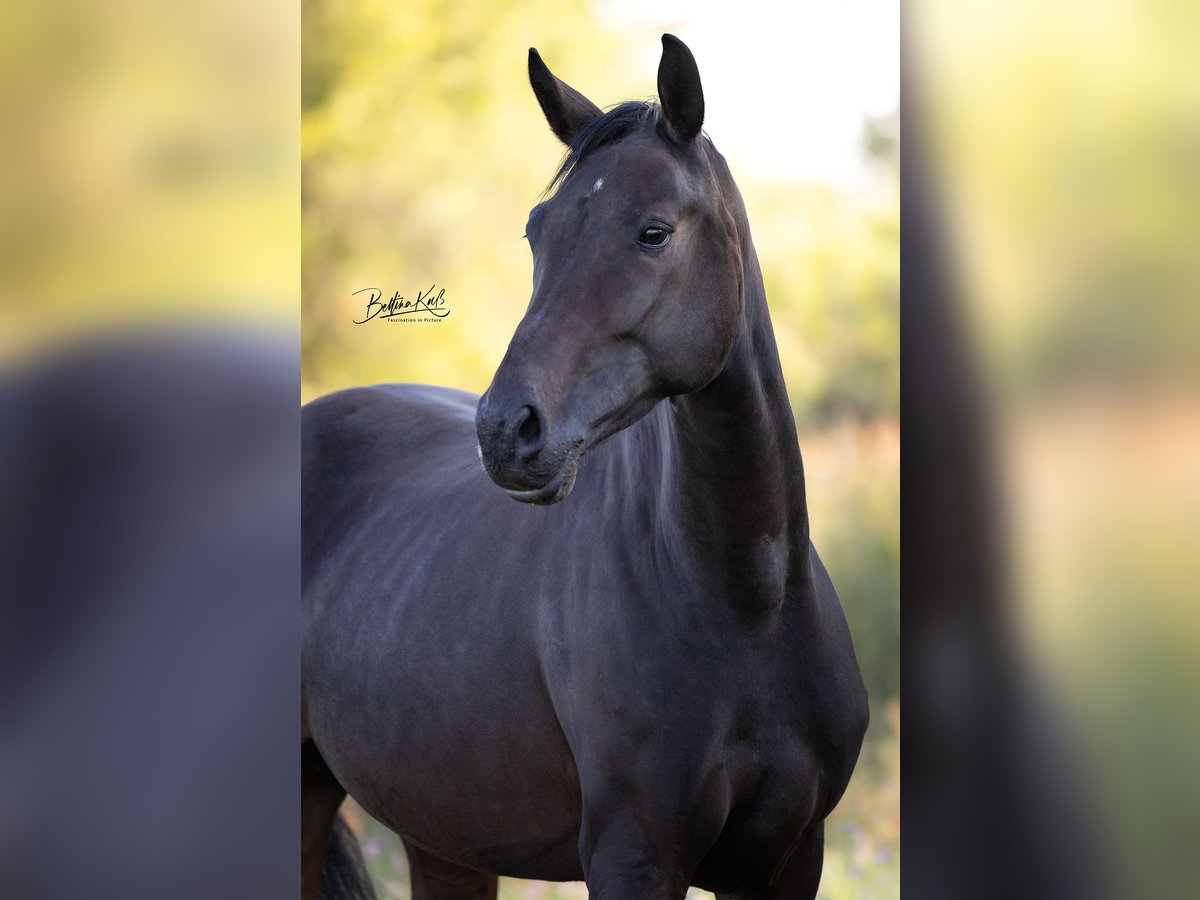 Deutsches Sportpferd Stute 4 Jahre 167 cm Dunkelbrauner in Grunow-Dammendorf Grunow