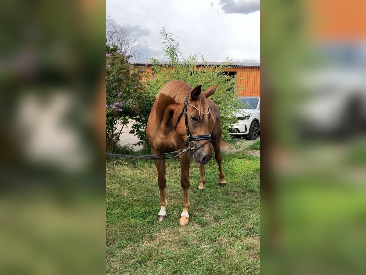 Deutsches Sportpferd, Stute in Rochau