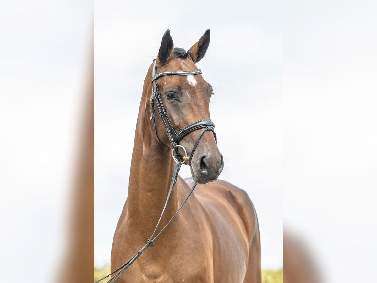 Deutsches Sportpferd Stute 4 Jahre 168 cm Brauner in Gomadingen