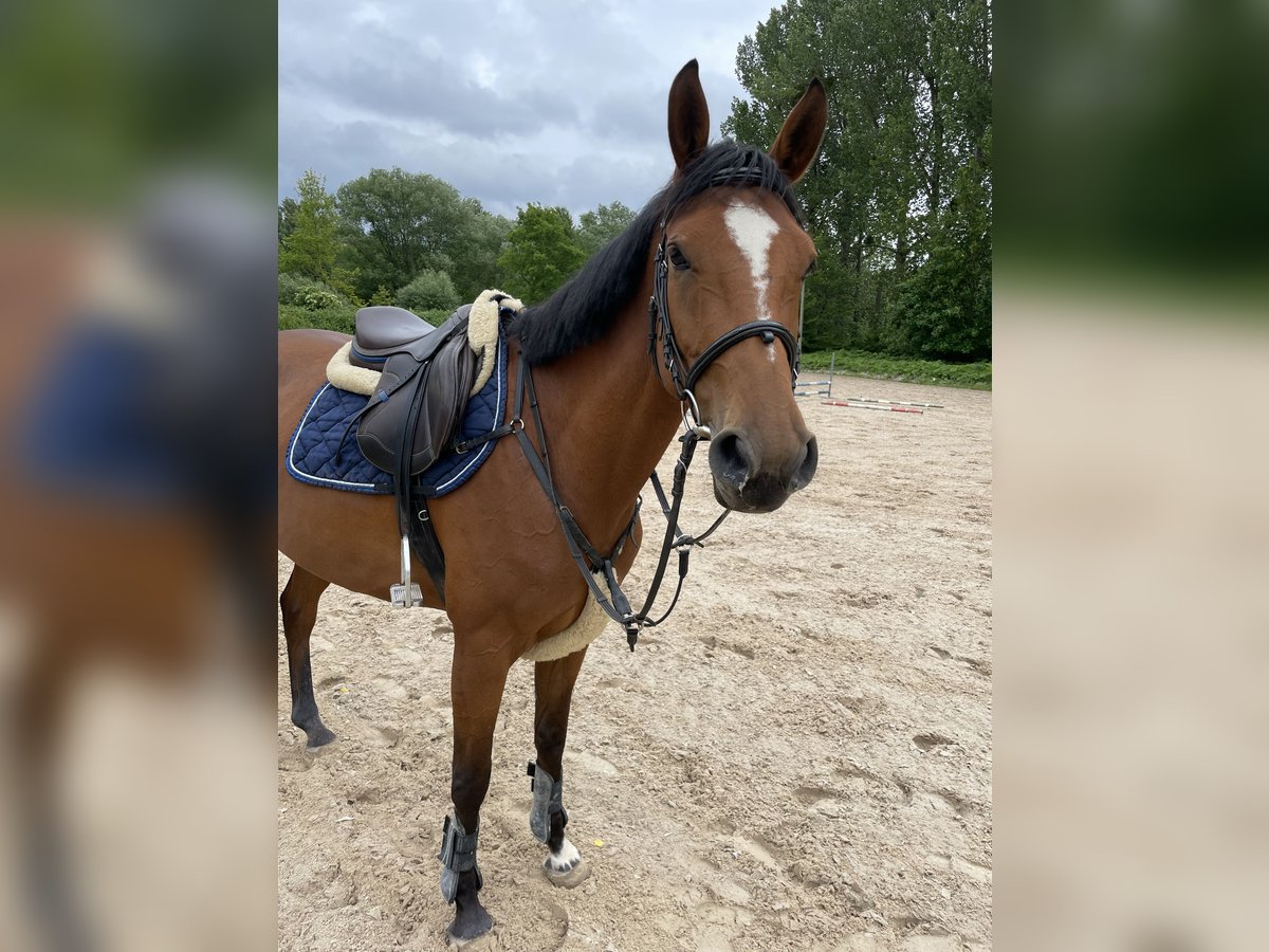 Deutsches Sportpferd Stute 4 Jahre 168 cm Brauner in G&#xF6;ttingen