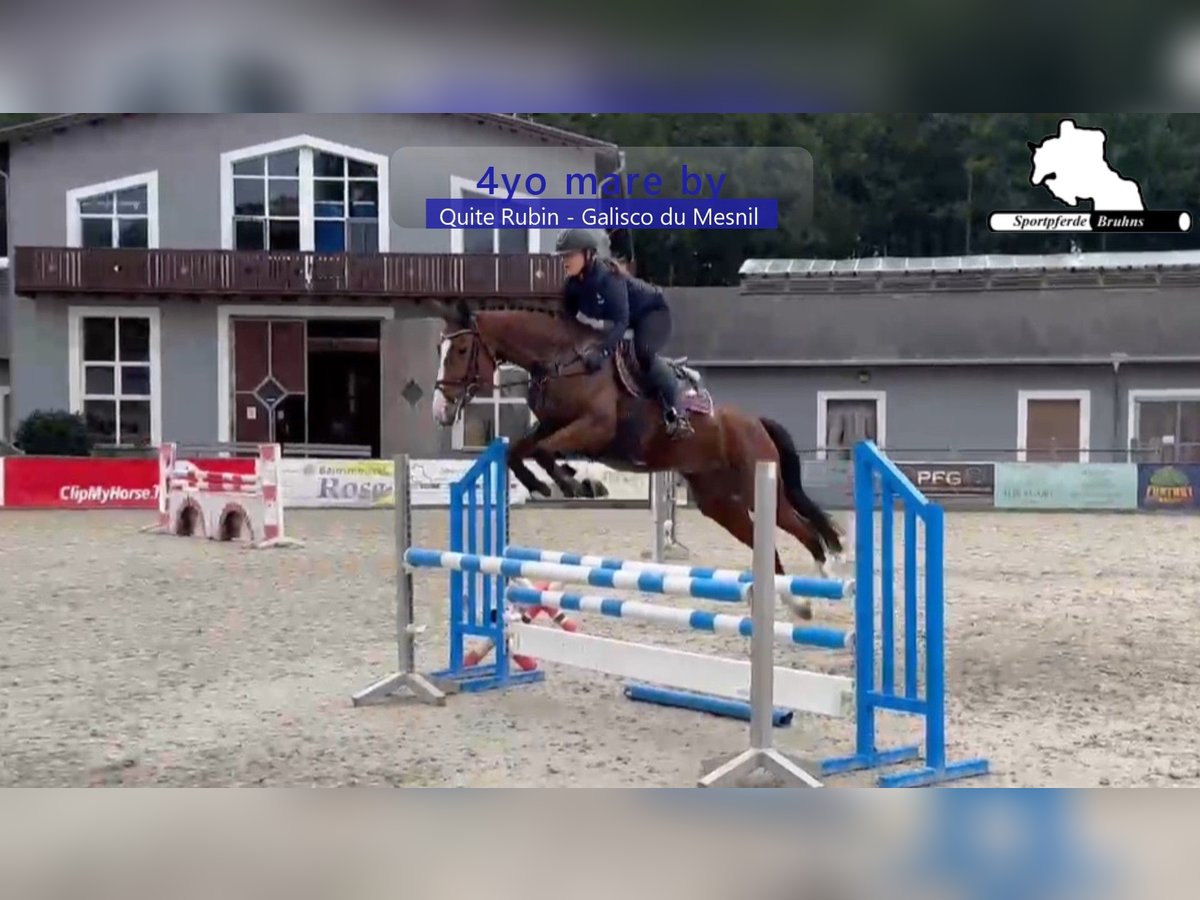 Deutsches Sportpferd Stute 4 Jahre 168 cm Brauner in Gadow