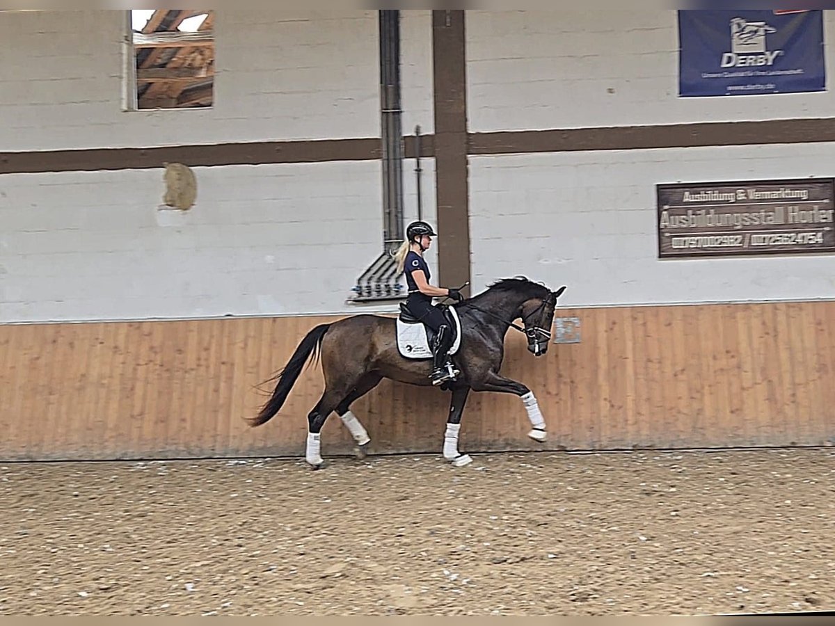 Deutsches Sportpferd Stute 4 Jahre 168 cm Dunkelbrauner in Röttingen Deutsches Sportpferd Stute 4 Jahre 168 cm Dunkelbrauner in Röttingen