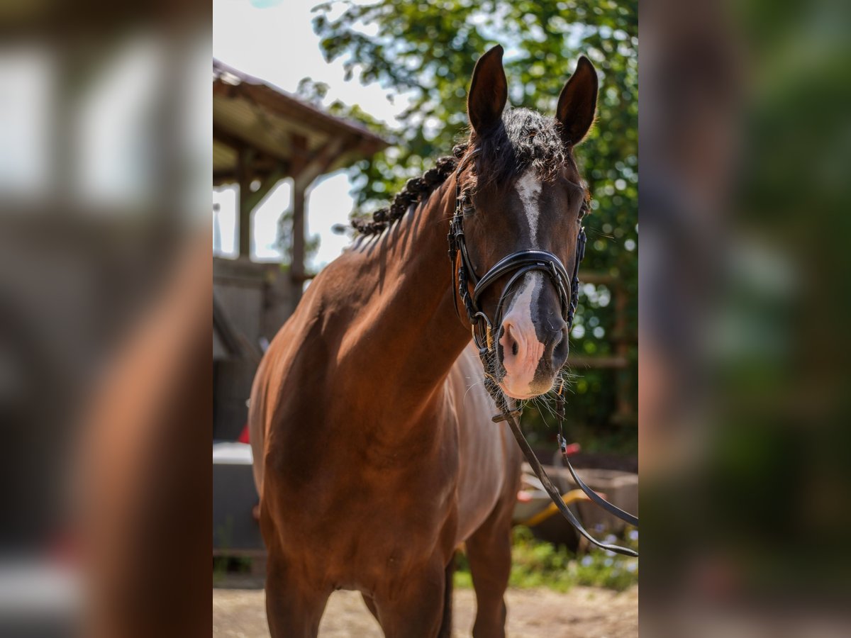 Deutsches Sportpferd Stute 4 Jahre 168 cm Dunkelfuchs in Beckingen