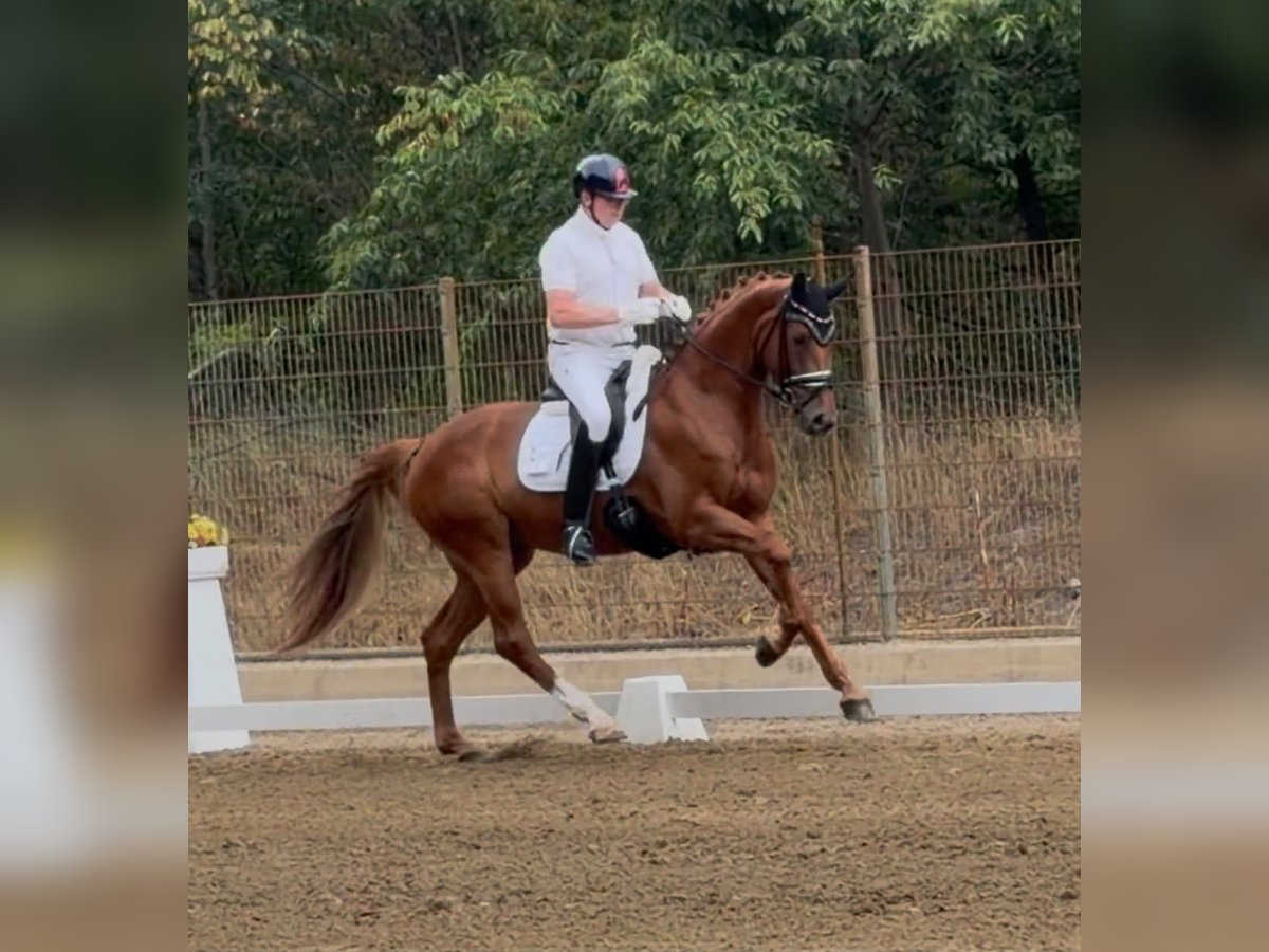 Deutsches Sportpferd, Stute in Ubstadt-Weiher