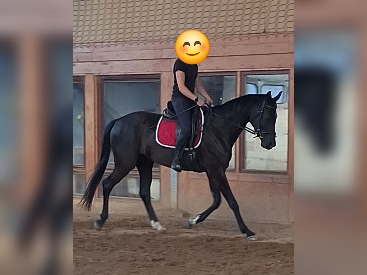 Deutsches Sportpferd, Stute in Neuburg