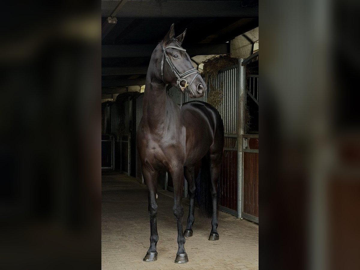 Deutsches Sportpferd Stute 4 Jahre 168 cm Rappe in Sch&#xF6;nwalde