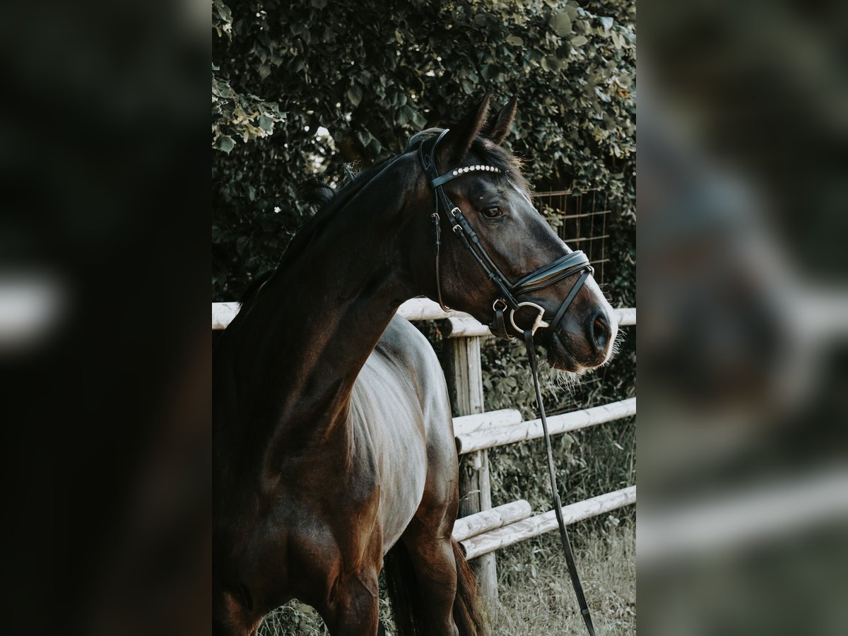 Deutsches Sportpferd Stute 4 Jahre 168 cm Schwarzbrauner in Porta Westfalica