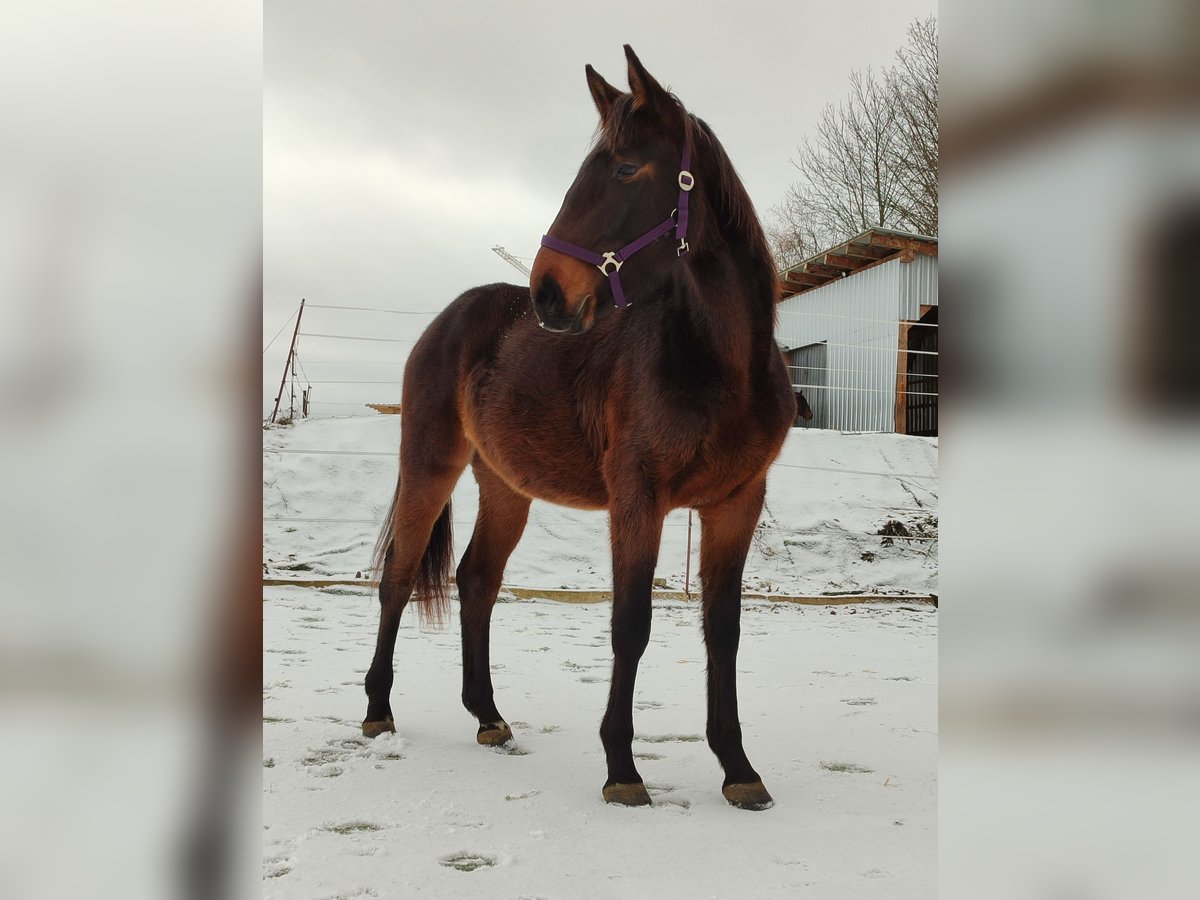 Deutsches Sportpferd Stute 4 Jahre 169 cm Brauner in Drebach