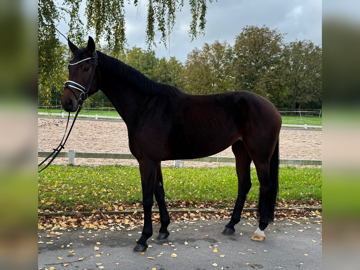 Deutsches Sportpferd Stute 4 Jahre 169 cm Dunkelbrauner in R&#xF6;ttingen