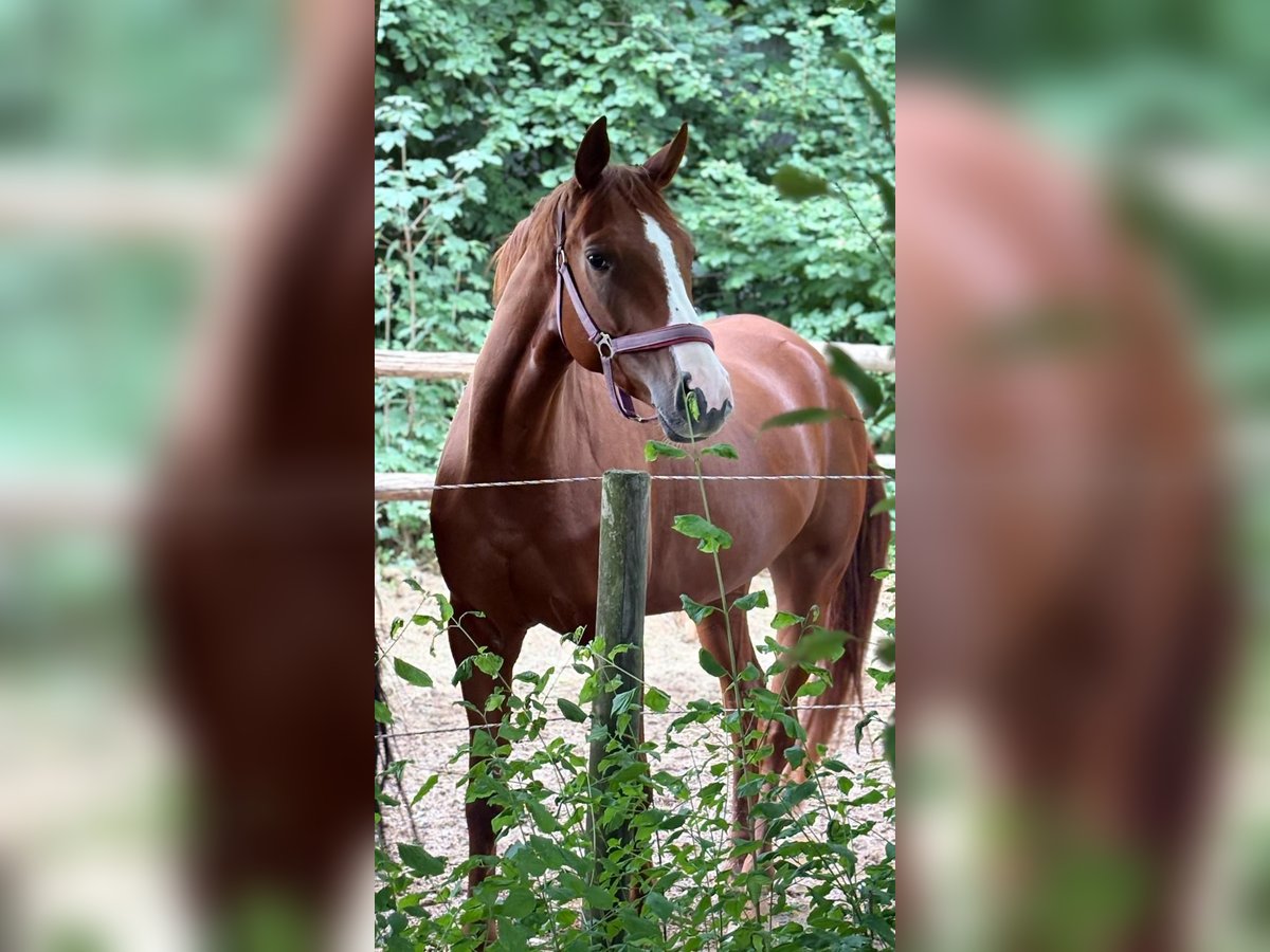 Deutsches Sportpferd Stute 4 Jahre 169 cm Fuchs in Pliening