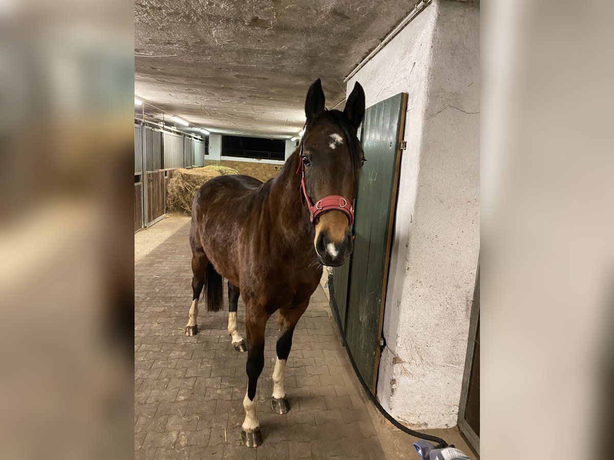 Deutsches Sportpferd Stute 4 Jahre 170 cm Brauner in Ellwangen (Jagst)