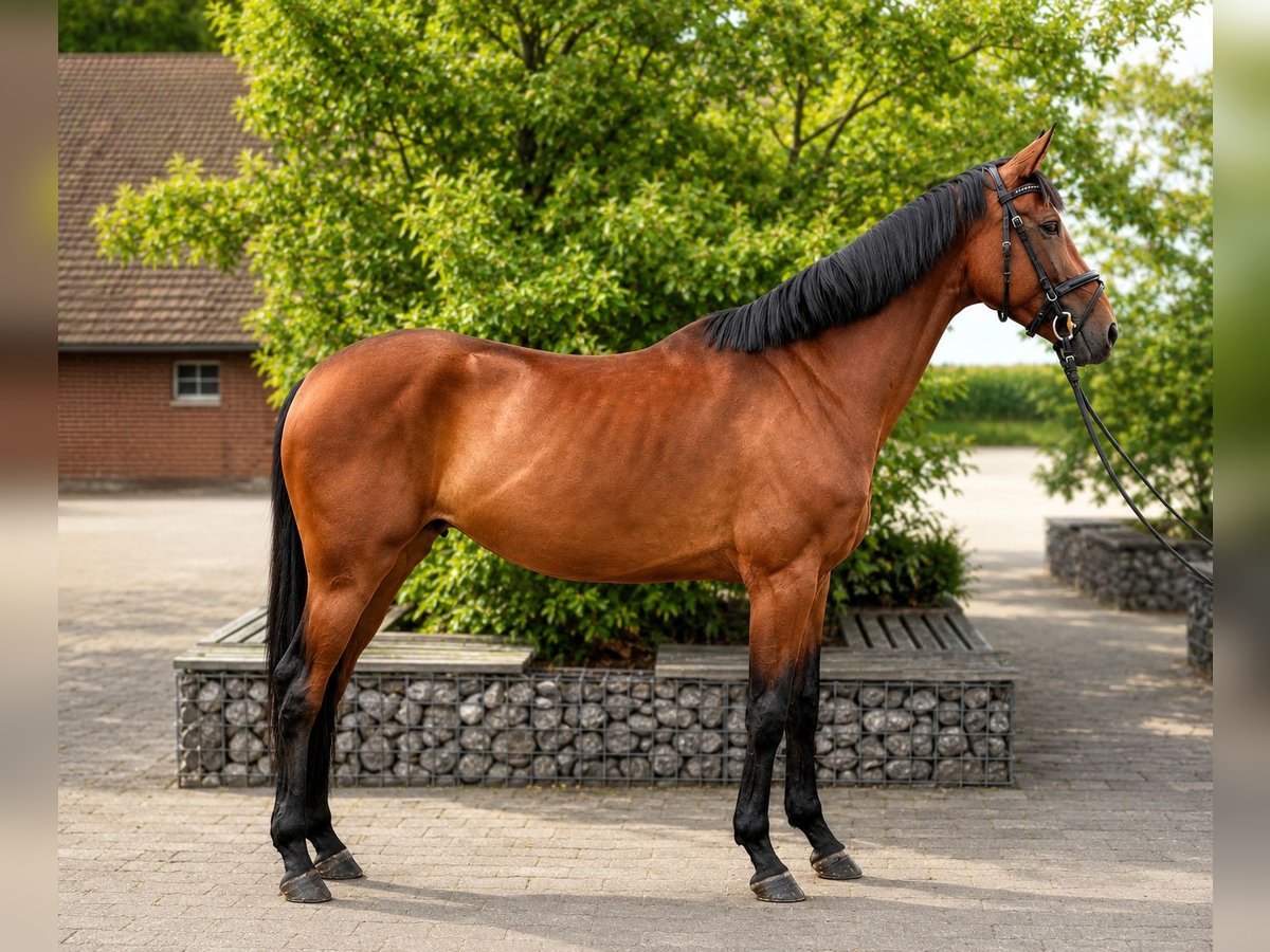 Deutsches Sportpferd, Stute in Vechta