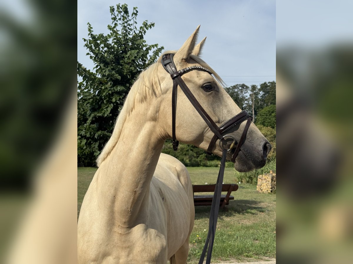 Deutsches Sportpferd, Stute in Schollene