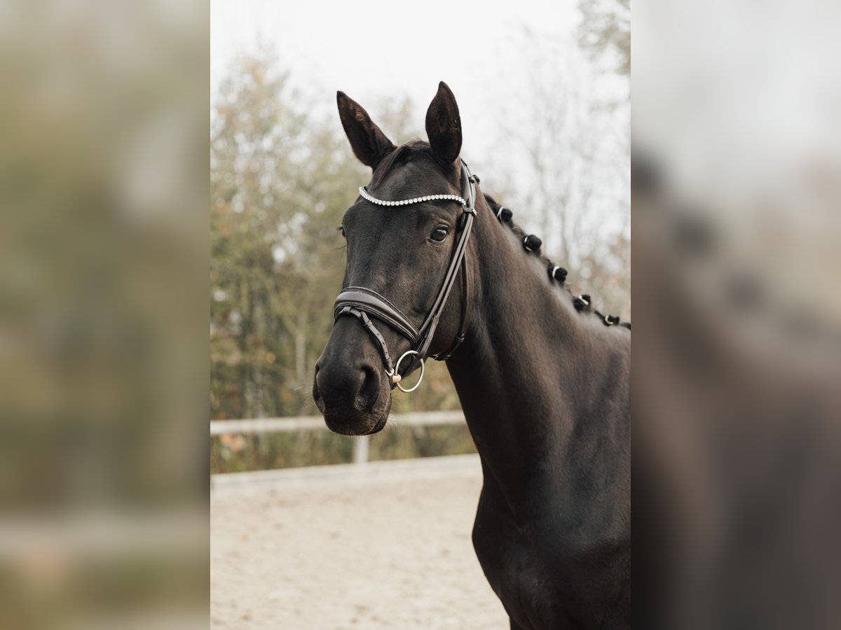 Deutsches Sportpferd Stute 4 Jahre 170 cm Rappe in Holzkirchen