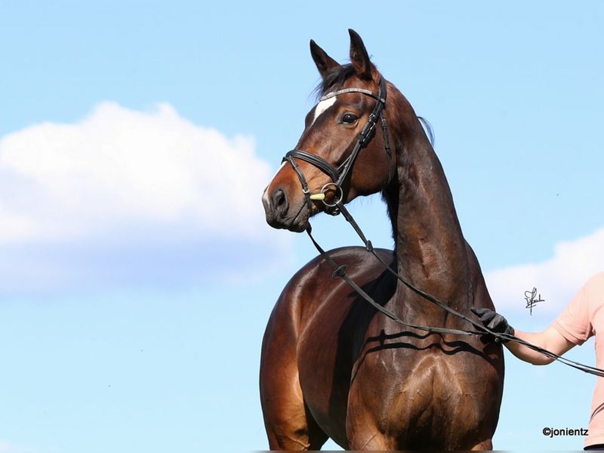 Deutsches Sportpferd Stute 4 Jahre 172 cm Brauner in Radevormwald