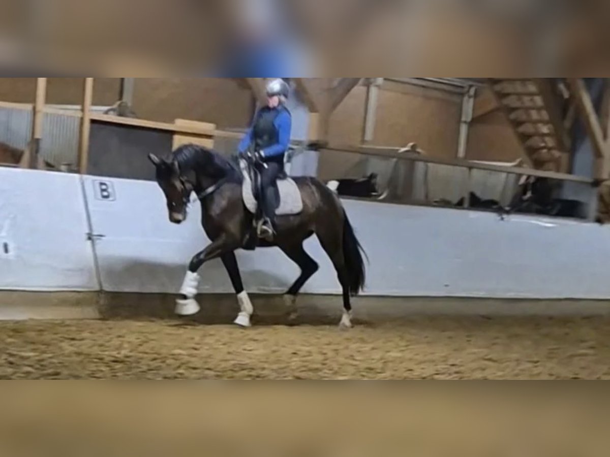 Deutsches Sportpferd Stute 4 Jahre 172 cm Dunkelbrauner in Hofstetten