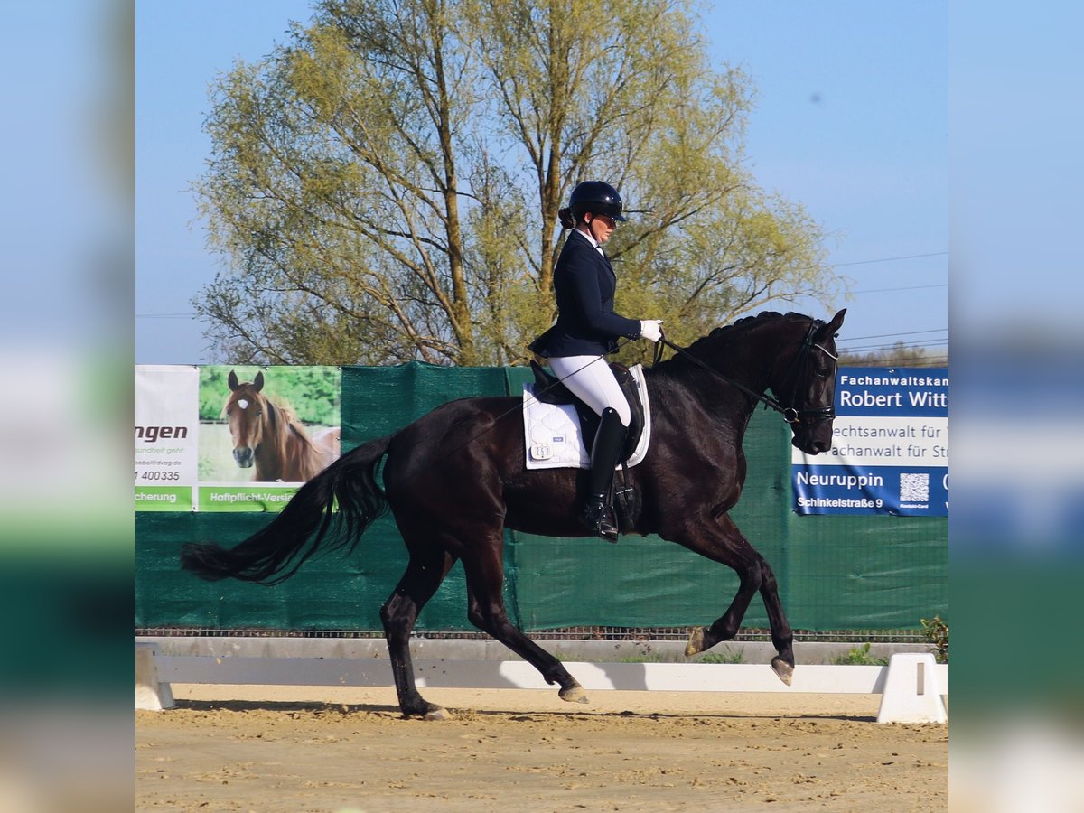Deutsches Sportpferd Stute 4 Jahre 172 cm Rappe in Schlalach