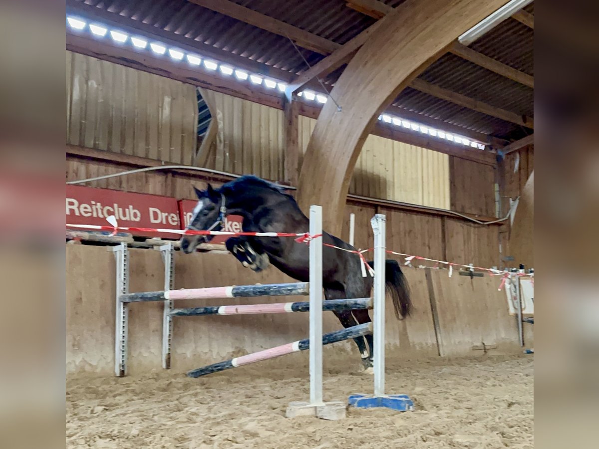Deutsches Sportpferd Stute 4 Jahre 172 cm Schimmel in Meiningen - Drei&#xDF;igacker
