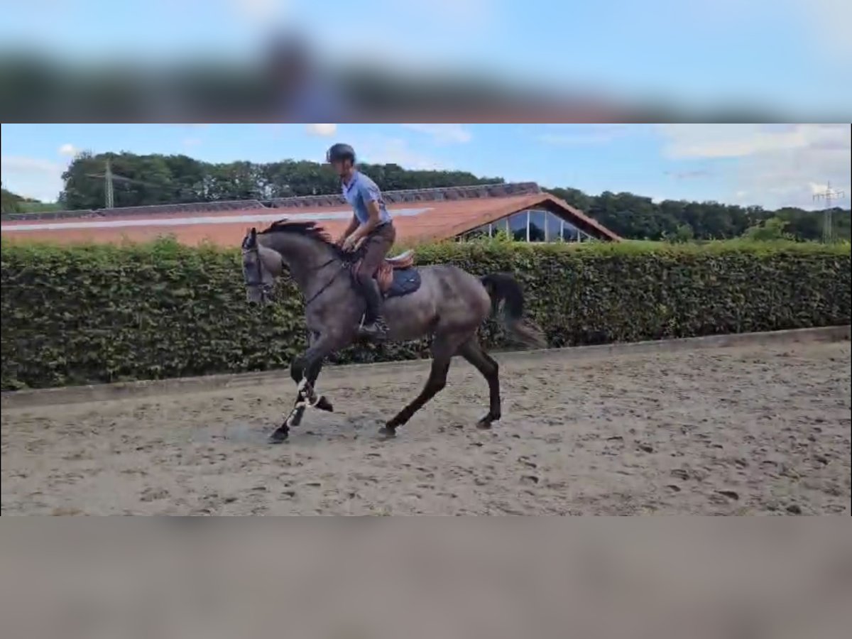 Deutsches Sportpferd Stute 4 Jahre 173 cm Rappschimmel in Bergisch Gladbach